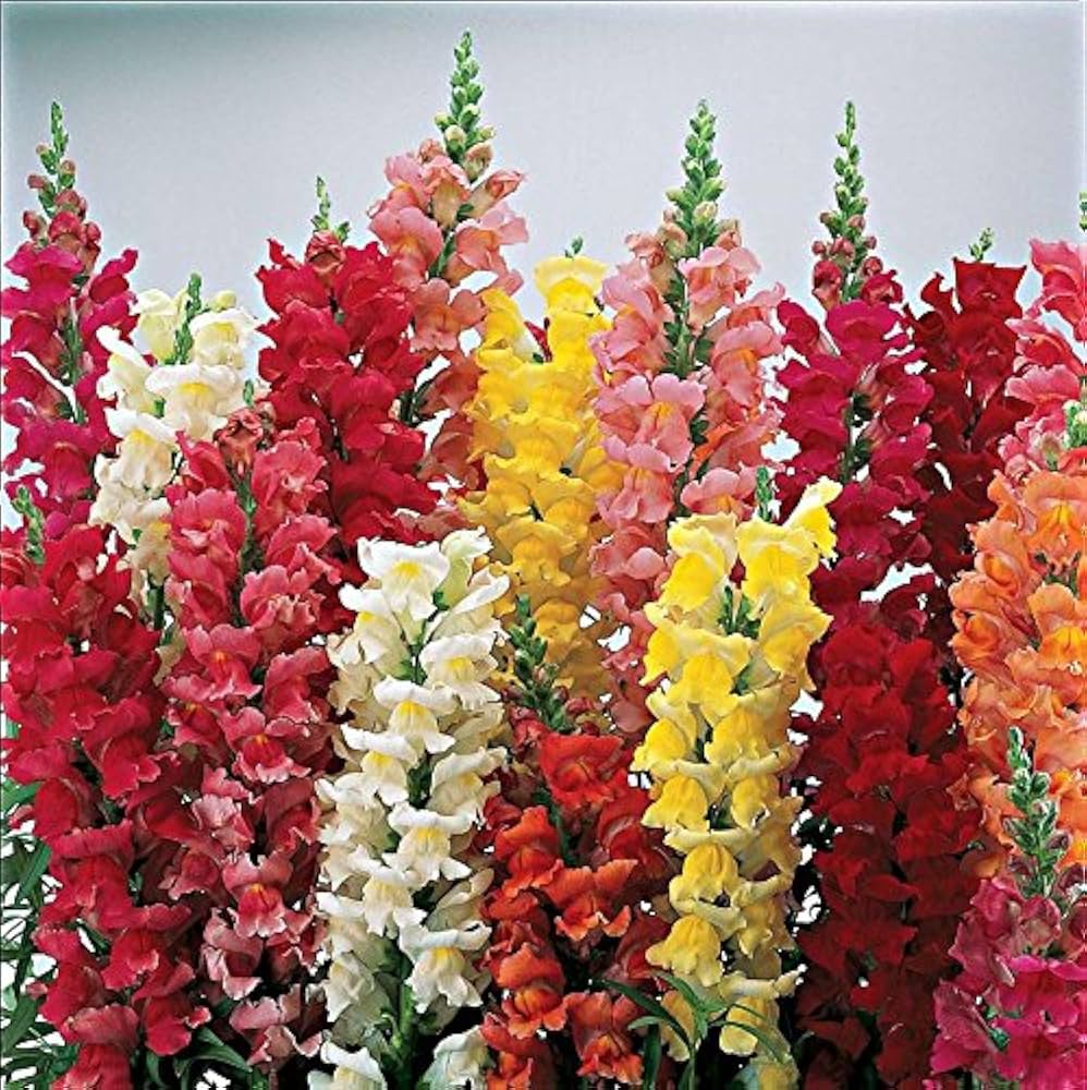 Snapdragon Flower Seeds for Planting, 100 - Flower for planting in home garden